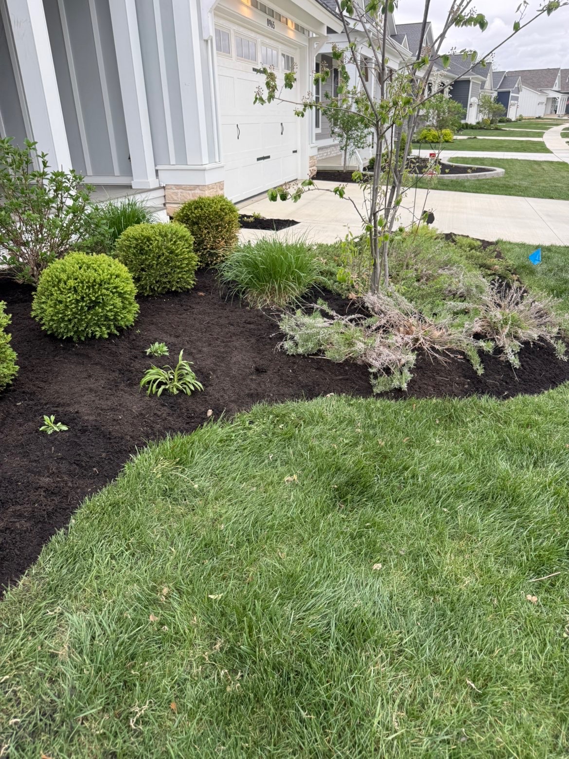 Lush ornamental garden bed